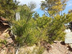Pinus densiflora