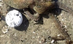 Hypsoblennius gilberti