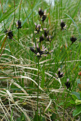 Juncus jacquinii