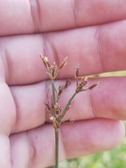Fimbristylis