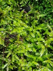 Brachythecium rutabulum