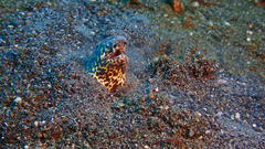 Callechelys marmorata