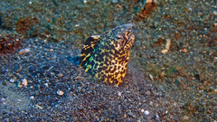 Callechelys marmorata