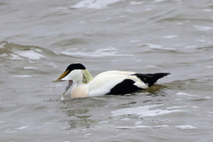 Somateria mollissima