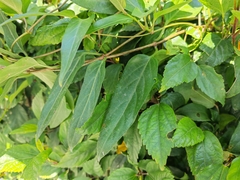 Paederia foetida