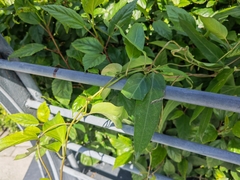 Paederia foetida