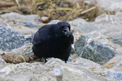 Corvus corone