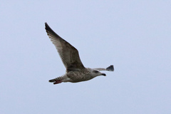 Larus argentatus