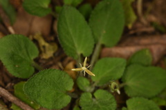 Viola diffusa