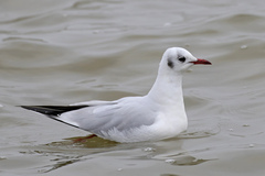 Chroicocephalus ridibundus