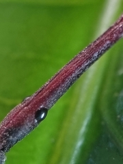 Brentidae