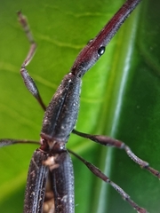 Brentidae
