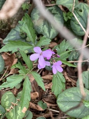 Cardamine quinquefolia
