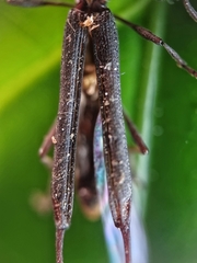 Brentidae