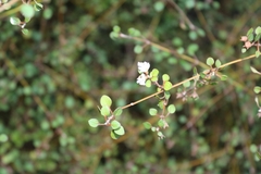 Teucrium parvifolium