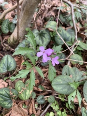 Cardamine quinquefolia