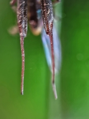 Brentidae