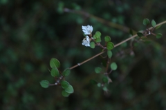 Teucrium parvifolium