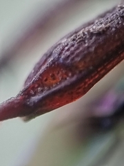 Brentidae