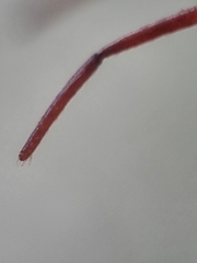 Brentidae