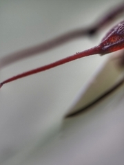 Brentidae