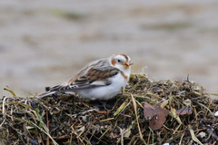 Plectrophenax nivalis