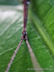 Brentidae