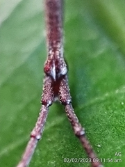 Brentidae