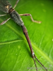 Brentidae