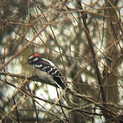 Dryobates pubescens pubescens