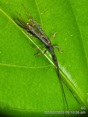 Brentidae