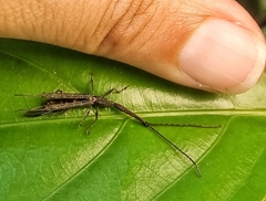 Brentidae