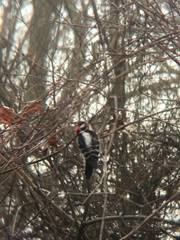 Dryobates pubescens pubescens