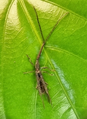 Brentidae