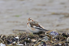 Plectrophenax nivalis