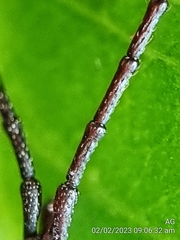 Brentidae