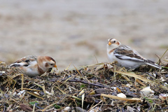 Plectrophenax nivalis
