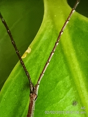 Brentidae