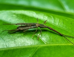 Brentidae