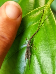 Brentidae