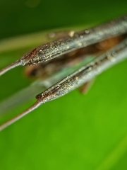 Brentidae