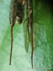 Brentidae