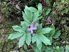 Cardamine quinquefolia