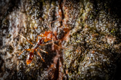 Anochetus