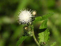 Carduus crispus