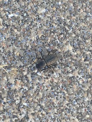 Cryptoglossa variolosa