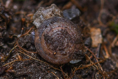 Oestophorella buvinieri