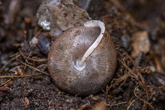 Oestophorella buvinieri
