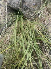 Carex tereticaulis
