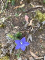 Wahlenbergia multicaulis